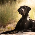 Boarding all Giant dogs Swayambhu Boarding Resort