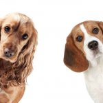 Boarding for Medium Dogs