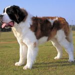 Basic Grooming Without Hair Cut (giant dogs long  coat)