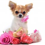 Spa Longhair Small Dogs