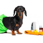 Small shorthair dog groom