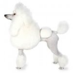 Hairy Medium Dog Full Groom