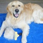 Large dog full groom