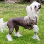 Boarding all Small dogs