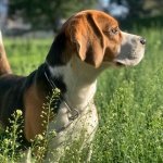 Boarding for Medium Dogs Swayambhu resort