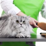 Cat Grooming Complete