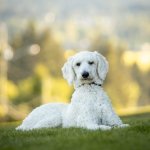 Boarding all Large dogs Swayambhu Boarding Resort
