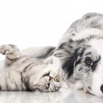 Stage 1 Basic Knowledge Pet Grooming Academy