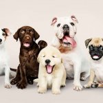 Boarding all Small dogs (Mumbai Western)