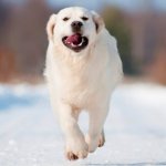 Boarding all Large dogs  (Mumbai Western)