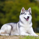 Boarding all Large dogs Swayambhu Boarding