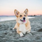 Boarding for Medium Dogs