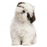 Boarding all puppies (Mumbai Western)