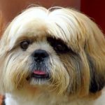 Standard Haircut (Small Dog Long Coat all Breeds )