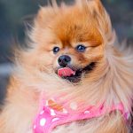 Spa & grooming for Small hairy dogs MUMgroom Package