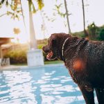 Grooming spa with Hair Cut/trimm/leveling (large dogs short  coat)