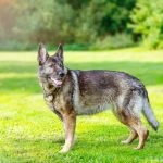 Grooming spa with Hair Cut/trim/leveling (Large & Giant dogs short  coat)