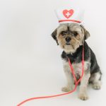 Bug Treatment (Add On)