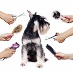 Stage 4  (1+2+3+4 ) Pet Grooming Academy Course